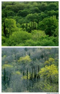 Tropical Deciduous Forest, Sierra de Alamos